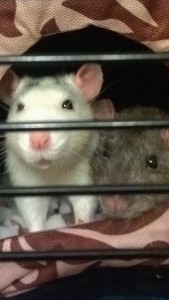 Houdini (left) and Pebble. My current babies.